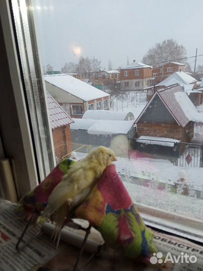 Канарейки. Уход, лечение, консультации