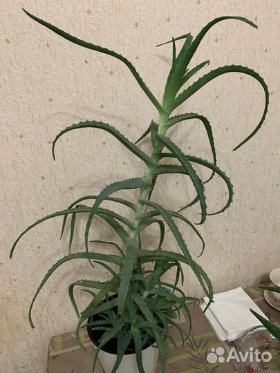 Алое лечебный (столетник)