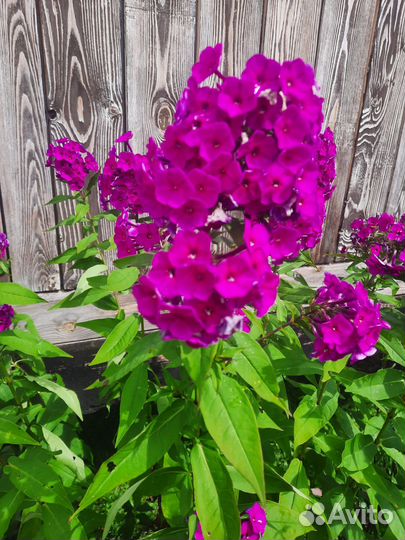 Флокс метельчатый