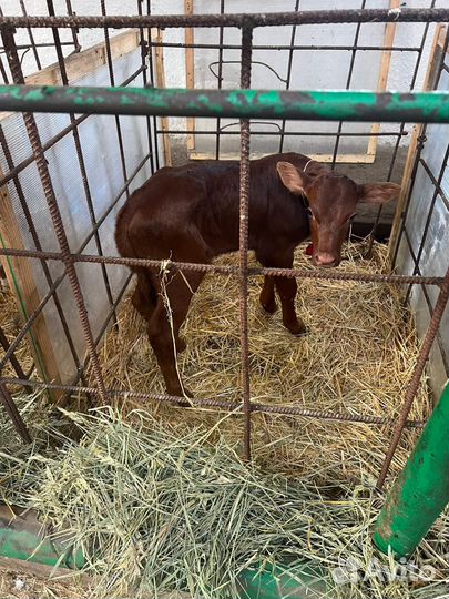 Бычки быки телята