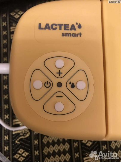 Молокоотсос лактея