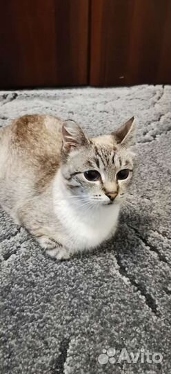 Кошка