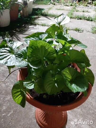 Фиалка, Флоксы, Хризантемы