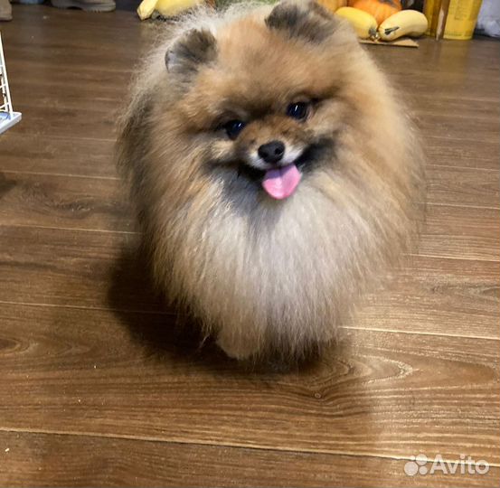 Мини шпиц вязка