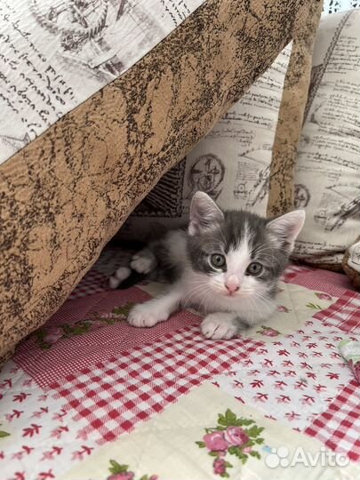Котенок мальчик