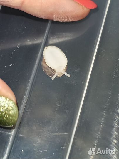 Улитки ахатина тигр Альбино