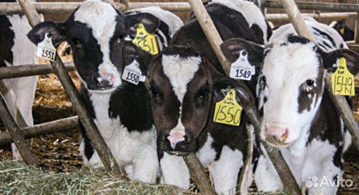 Бычки телята мясные