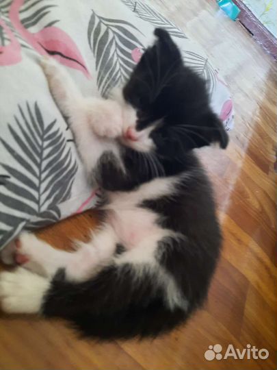 Вислоухие котята в добрые руки