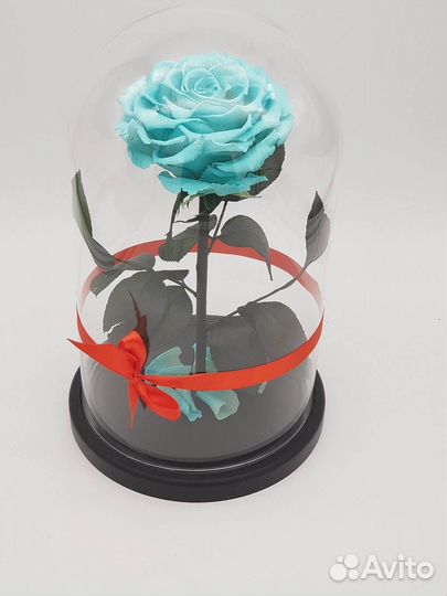 Розы в колбе разные