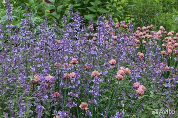 Котовник Фассена 