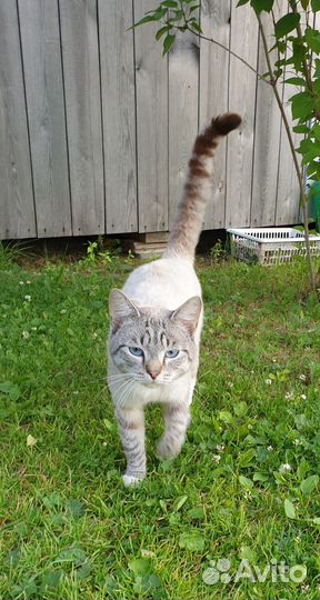 Кот ищет хозяев