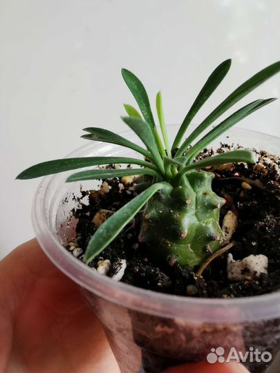 Молочай Габизан, комнатные растения, суккулент