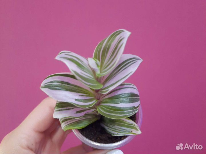 Традесканция Каллизия