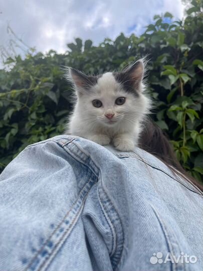 Кошечка в добрые руки