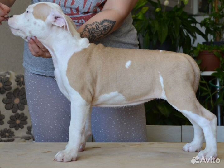 Стаффордширский терьер