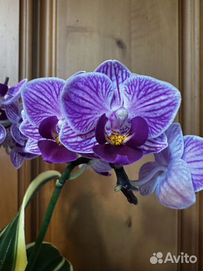 Орхидея фаленопсис вариегатная