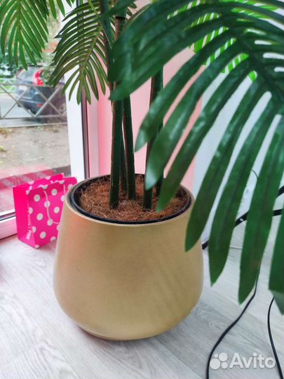 Декоративная пальма