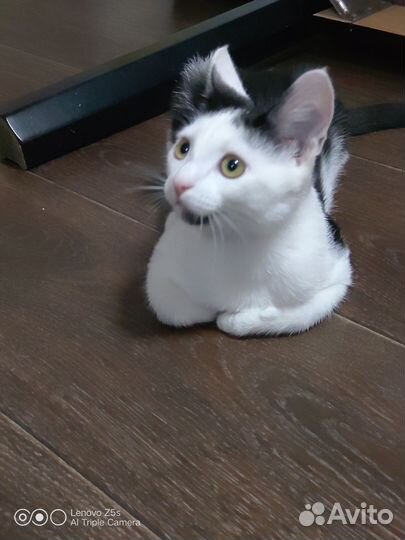 Котята в добрые руки мальчики