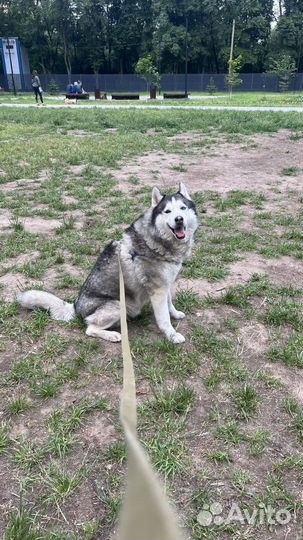 Выгульщик собак