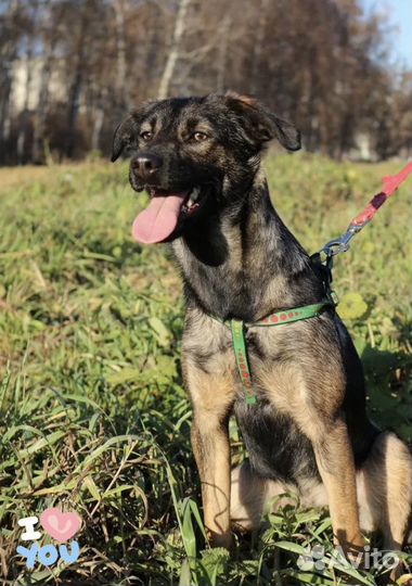 Небольшого размера собака в добрые руки