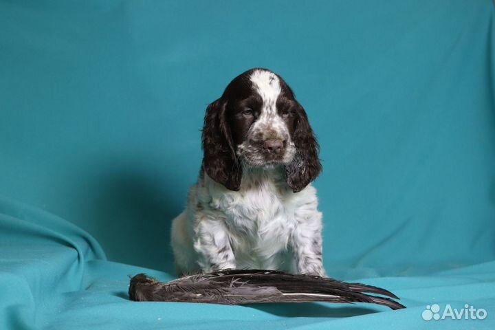 Щенки английского спрингер спаниеля