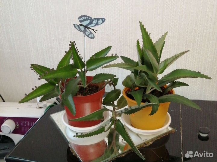 Каланхоэ лечебное, живое дерево