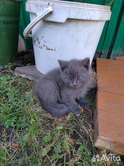 Котята в добрые руки бесплатно мальчики