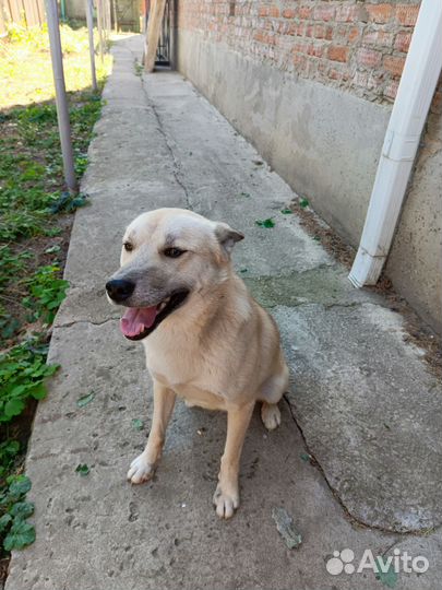 Отдам в добрые руки