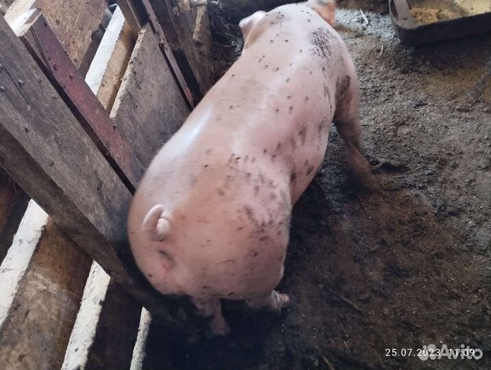 Свинка гибрид кантор