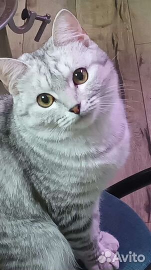 Кошка в дар