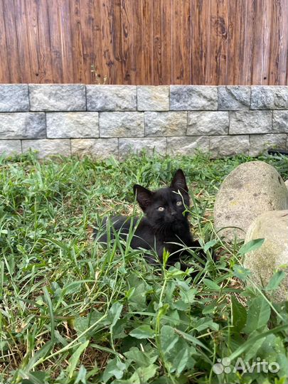 Котята