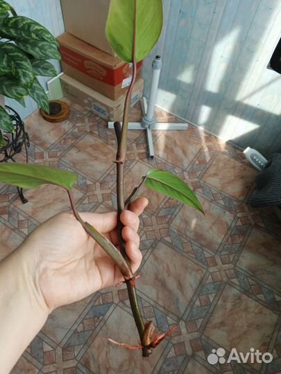 Филодендрон краснеющий