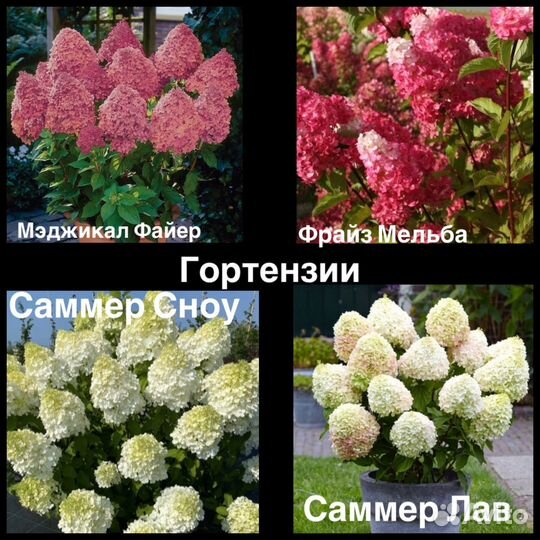 Гортензия Самарская лидия, Ванила Фрайз