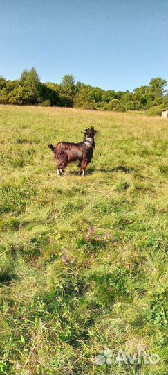 Продам козла