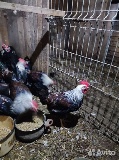 Молодые петушки