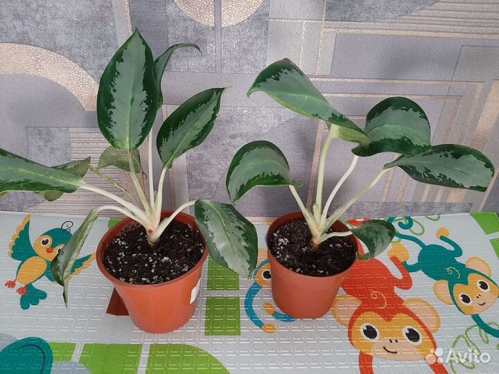 Аглаонема уши слона