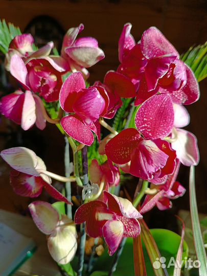 Орхидея кимано пелор и бабочка