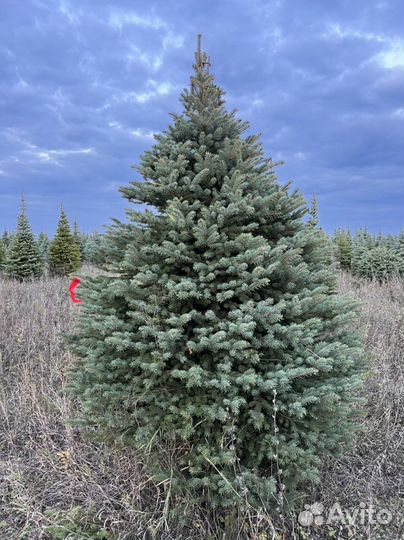 Ель Голубая Глаука Колючая Пицеа Пунгенс в стрижке