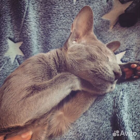 Зооняня, передержка, выгул собак