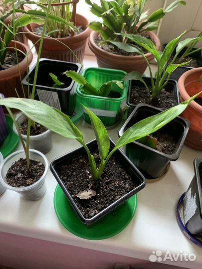 Спатифиллум Домино