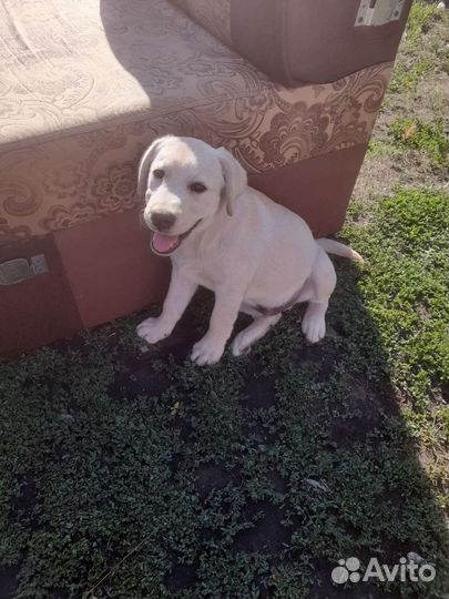 Собаки щенки лабрадор