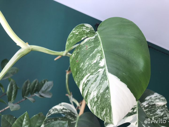 Монстера альба