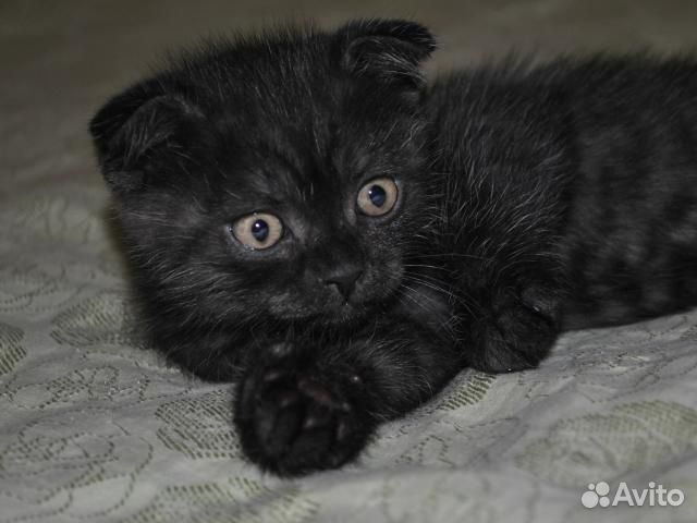 Шотландская вислоухая кошка бесплатно