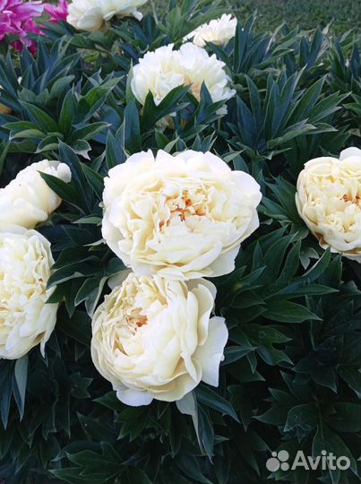 Пион ито гибрид