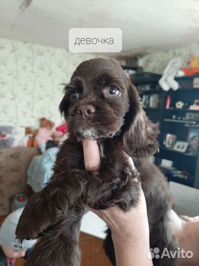 Американские кокеры спаниели