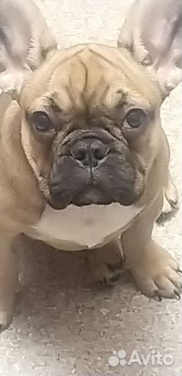 Французский бульдог