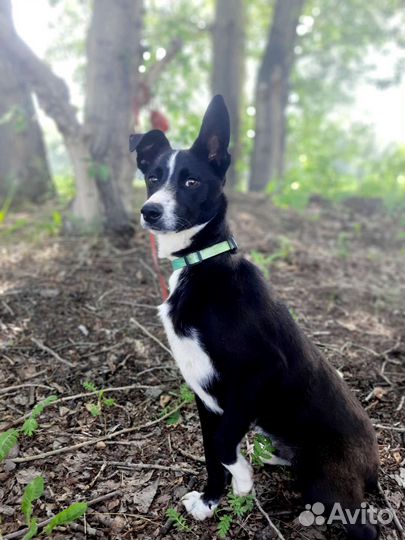 Собака 8 мес