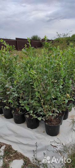 Голубика саженцы