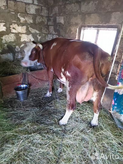 Корова высокоудойная