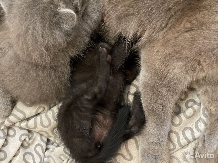 Дворянские котята дарю